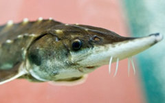 Фото с сайта fish.gov.ru