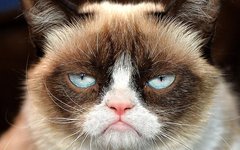 Tardar Sauce. Фото с официальной страницы Grumpy Cat