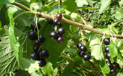 Фото BeAr с сайта wikimedia.org