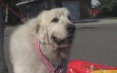 Избранный мэр Корморанта. Фото пользователя Твиттер @fox5newsdc