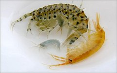 Eulimnogammarus messerschmidtii. Фото с сайта isu.ru