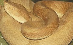 Bothrops insularis. Фото Otavio Marques с сайта wikimedia.org