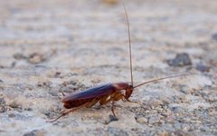 Periplaneta americana. Фото Sputniktilt с сайта wikimedia.org