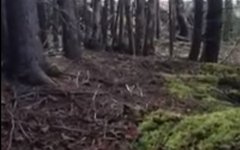 Стоп-кадр из видео в YouTube