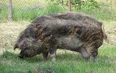 Фото Aloysius с сайта wikimedia.org