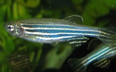 Данио-рерио. Фото Azul с сайта wikimedia.org