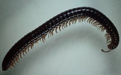 Многоножка Sibiriulus baigazanensis (самец). Фото с сайта altzapovednik.ru