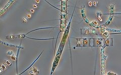 Фото: Karl Bruun/Nostoca Algae Laborator
