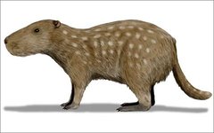 Josephoartigasia monesi. Фото Nobu Tamura с сайта wikimedia.org