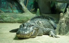 Фото Rigelus с сайта wikimedia.org