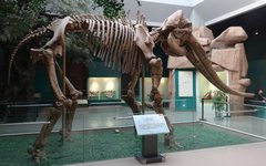 Скелет стегодона. Фото с сайта wikimedia.org