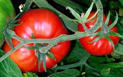 Фото Fir0002 с сайта wikimedia.org