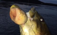 Фото JOHN ARWAY с сайта fishandboat.com