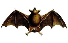 Новозеландская летучая мышь. Фото с сайта wikimedia.org