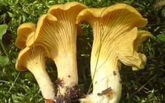 Лисичка обыкновенная
