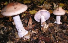 Базидиомицеты. Фото Strobilomyces с сайта wikimedia.org