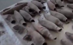 Стоп-кадр из видео в YouTube