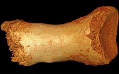 Фото: Max Planck Institute for Evolutionary Anthropology