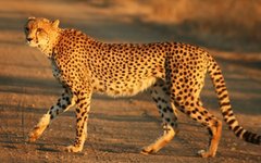 Фото Mukul2u с сайта wikimedia.org