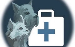 Изображение с сайта kupikota.ru