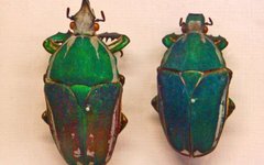 Фото Hectonichus с сайта wikimedia.org