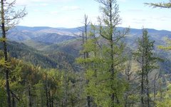 Тайга. Фото Elkwiki с сайта wikimedia.org