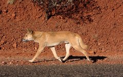 Canis lupus dingo. Фото Jarrod Amoore с сайта wikimedia.org
