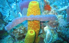 Фото: NOAA Photo Library