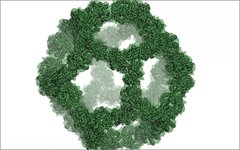 Изображение: University of Washington Institute for Protein Design