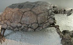 Скелет древней черепахи Фото: American Museum of Natural History