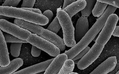 Фото: National Institutes of Health