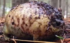 Стоп-кадр из видео National Geographic