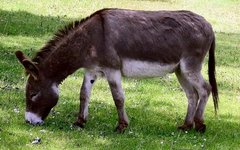 Домашний осел. Фото Adrian Pingstone с сайта wikimedia.org