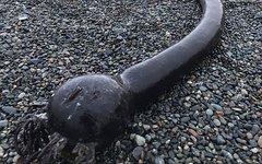 Водоросль нереоцистис Лютке. Фото Максим Антипин с сайта park-beringia.ru