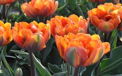 Фото stokolex.com