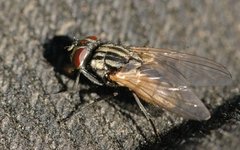 Фото: James Lindsey's Ecology of Commanster Site