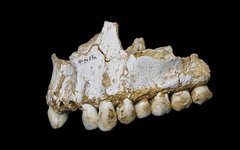 Фото: Paleoanthropology Group MNCN-CSIC