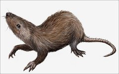 Изображение: FunkMonk / Wikimedia