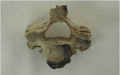 Фото с сайта sciencedirect.com