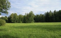 Пейзаж Ленинградской области. Фото с сайта wikimedia.org