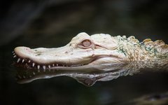 Аллигатор
