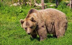 Фото с сайта Pixabay.com