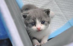 Клонированный котенок