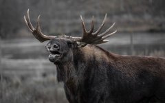 Лоси оказались самыми дорогими животными России