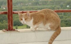 Кошка