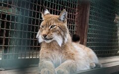 © KM.RU, Наталья Ступникова