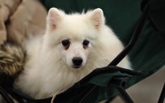 В Госдуме предложили ограничить число домашних животных в квартирах