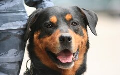 В ГД внесли проект об обязательном страховании потенциально опасных собак В ГД внесли проект об обязательном страховании потенциально опасных собак