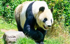Япония в 2026 году останется без панд впервые за полвека