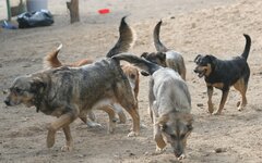 Собаки в питомнике © KM.RU